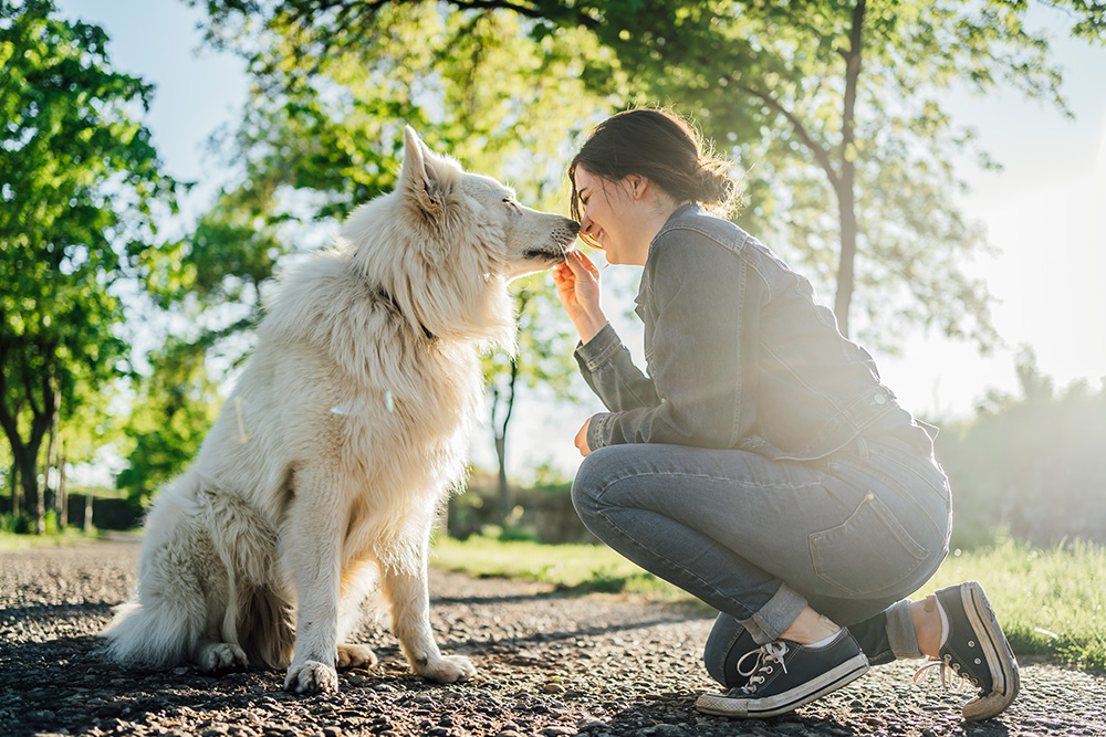 iStock-1397988722_1000x667px Glückliche Frau die ihren weißen Hund auf einem Spazierweg mit einem Leckerli füttert.